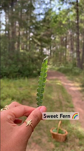 The Secret Power of Sweet Fern (Comptonia peregrina)