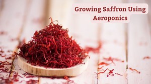 2026 Growing Saffron Using Aeroponics (6 Steps To Success)