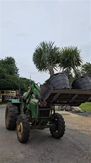 3.8K views · 39 reactions | We just unloaded a fresh crop of palm trees! Windmills, Pindos, King Sagos, and American Agaves are now in stock! Come check them out. #shoplocal #tropicalvibes #landscaping #plantlovers #summertime #plantlife #palmtrees | London Bridge Greenhouses & Nursery | Facebook