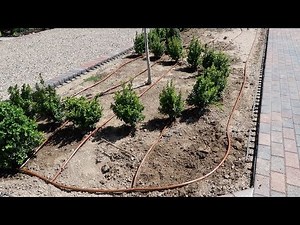 Boxwood Hedge Part 2: Running Drip Irrigation! 💦🌿// Garden Answer