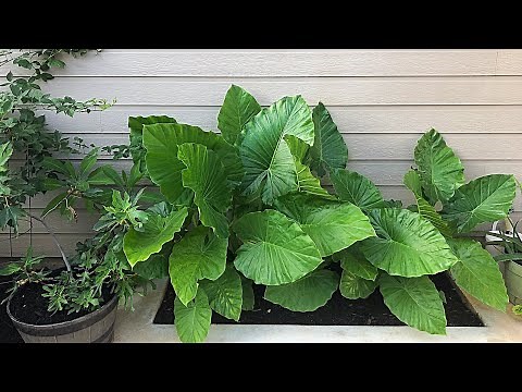 Elephant Ear Problems