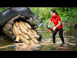 Harvesting Giant Forest Catfish & Go to Market Sell | use tree resin to trap fish | Lý Thị Hằng