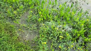 13K views · 326 reactions | My daughter caught a bluegill and while reeling it in a bass ate the bluegill! Watch as the bass throws the bluegill at the bank to make it's timely escape.  #mylittlehasskills #watchherreel * special thanks to Stanley Jigs | Heather Smith Outdoors | Facebook