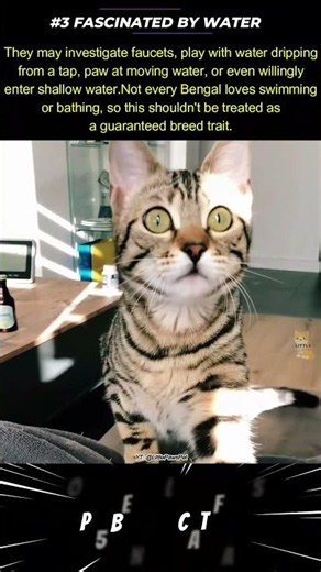 #3 😱 TOP 5 AMAZING BENGAL CAT FACTS - Why Is This Cat Playing With Water?! #cat #bengalcat #catfacts