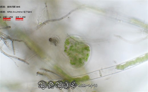 池塘水生物之七 绿草履虫属