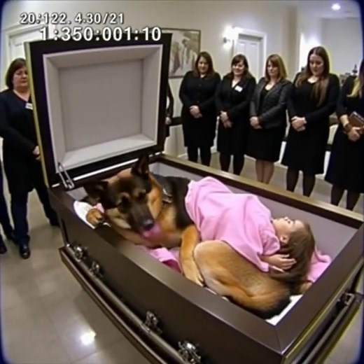 47K views · 77 reactions | A German Shepherd refused to leave a...