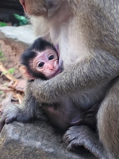 Cute Moments of Aubrey and April with a Monkey