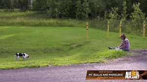 With an injured leg, Tia Maria Torres of Pit Bulls & Parolees faces what could be her most difficult rescue yet. | Pit Bulls and Parolees