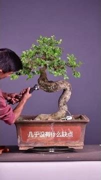 Pothos bonsai: pruning, shaping, and growing tips #Bonsai #FlowersAndPlants