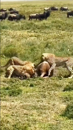 Cheetahs Feast After a Successful Hunt | Raw Wildlife Moment in the African Savanna | #wildlife
