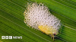 Bug hunt: Volunteers needed to spot insect's 'spittle'