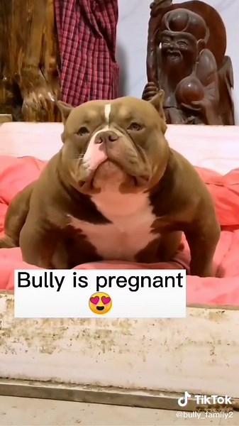 American Bully Dog Giving Birth