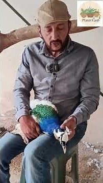 Peacock care tips, pied peacock, peacock feather loss