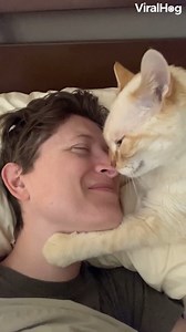 These nose kisses are the most precious thing I have ever seen! 😭🥰😻 | ViralHog