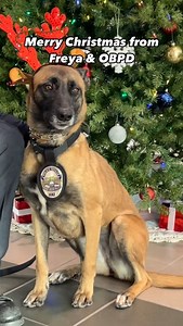 Merry Christmas from K9 Officer Freya and the Osage Beach Police Department! Our youngest officer wasn't exactly thrilled with the extra headgear, but we think she makes a fierce reindeer! We wish you a safe and happy holiday season! | Osage Beach Police Department