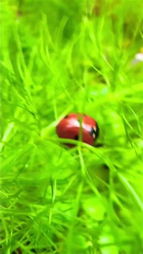 Ladybugs! #jazz #music #garden #ladybug #fennel #growing #nature #bugs