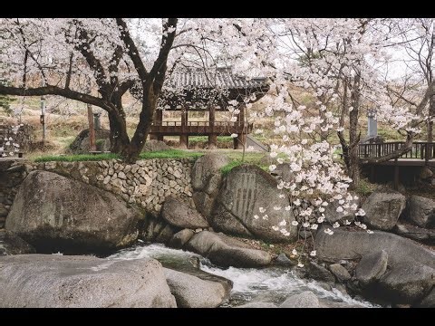 Child CPR (AED). Nov.1,2025