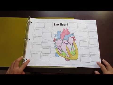 Big Heart Foldable by Tangstar Science