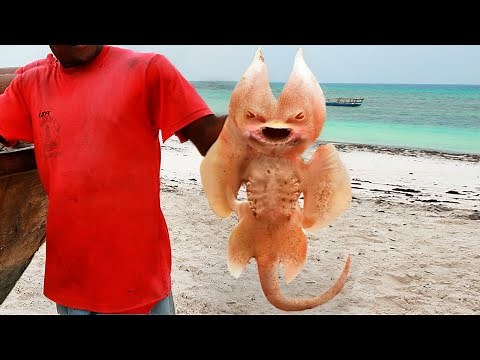 The Weirdest Animals Ever Found