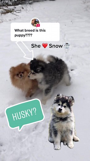 Discover the Finnish Lapphund: A Unique Reindeer Herding Dog Breed!