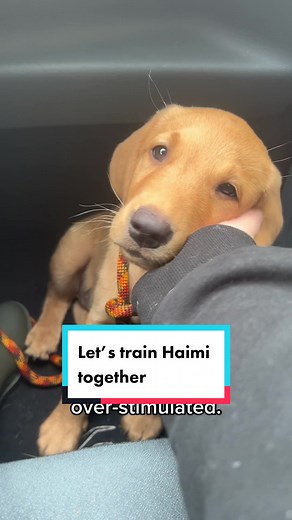 Training a 9 Week Old Future Gundog Puppy - Lab Training Session