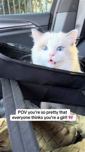 Adorable Ragdoll Cat Steals Hearts on TikTok