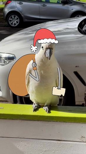 Bird Santa | Mr Sam Cotton