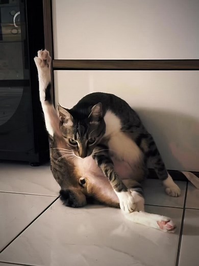 Spinning Cat Videos: Hilarious Feline Fun