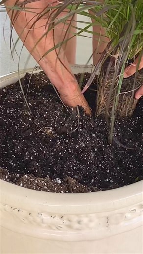 9.9K views · 195 reactions | One of our favorite places to relax! The north facing porch. Putting together a combination of Purple Fountain Grass, Plectranthus, and Main Street Coleus. | Smiths Country Gardens | Facebook