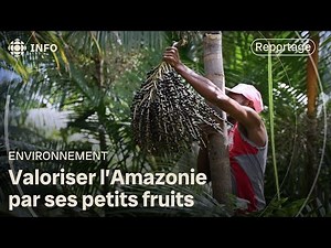Exploiting the resources of the Amazon without destroying it