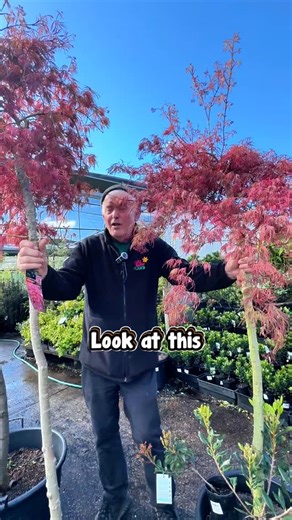 Hello Hello Plants | Check out this stunner👀 — 𝐇𝐚𝐧𝐚 𝐌𝐚𝐭𝐨𝐢 𝐉𝐚𝐩𝐚𝐧𝐞𝐬𝐞 𝐌𝐚𝐩𝐥𝐞! 🍁 Soft pink tones, gentle weeping shape, and 𝘵𝘰𝘵𝘢𝘭𝘭𝘺 𝘦𝘺𝘦-𝘤𝘢𝘵𝘤𝘩𝘪𝘯𝘨 in any garden. 💕 .... | Instagram