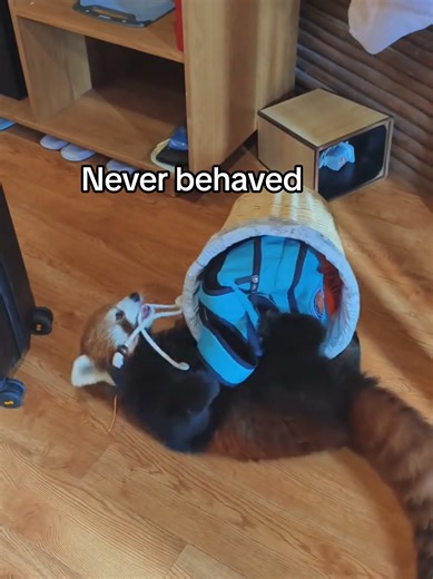 Cute Red Panda Moments in the Zoo