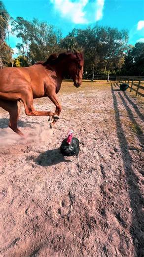 Turkey Mistakenly Acts like a Horse on the Farm
