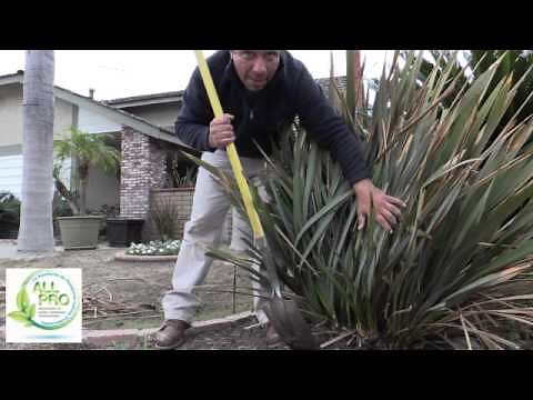 How to Trim and Maintain New Zealand Flax