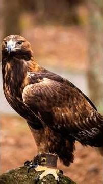 The golden eagle has gone out to fight the enemy and returned victorious from the battle
