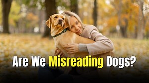 People think they understand their dogs’ feelings but scientists say we’re barking up the wrong tree