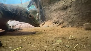 This August has definitely been a solid month for dragons! First, we got the premiere of the new Game of Thrones show House of the Dragon and now today is our very own Komodo dragon, Kadal's hatch day! Please join us in wishing Kadal a very happy hatch day as you watch him enjoy some delicious eggs! 🐉🎊🎉 | The Buffalo Zoo