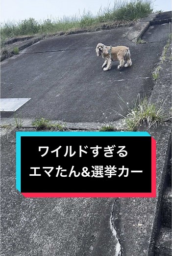 ワイルドなエマたん勃発中、選挙カーはうるさいしほんとカオスだった👼🏻 #エマたんの日常 #アメリカンコッカースパニエル #あらぴょん #津軽弁 #カオス