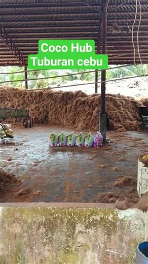 coco hub in Tuburan Cebu