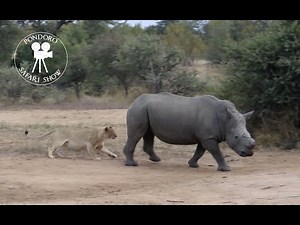 Lion vs rhino