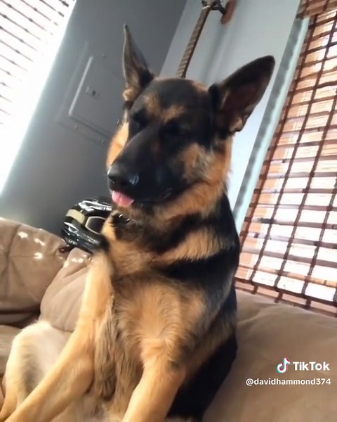 david hammond on TikTok