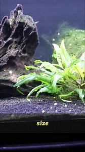 #fishtank #fishkeeping #aquarium | Prime Time Aquatics