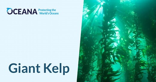 Giant Kelp | Oceana