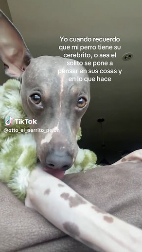 Pensamientos de mi perro: ¿qué siente y cómo lo recuerda?