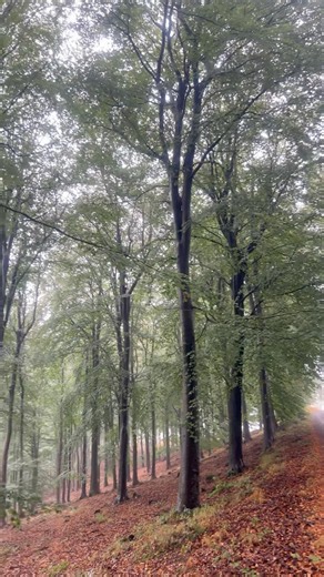 Forest of Dean,Wales