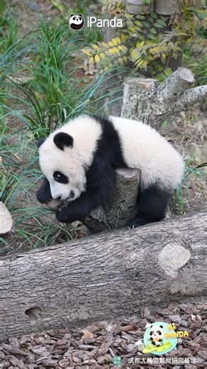 The panda baby is still learning to walk, but it is so eager to run into your arms. #panda #baby #lovely #reelsfb #HiPanda #PandaMoment #HowGIantPandasGrowUp #ChengduPandaBase #PandaFun For more panda information, please check out: http://en.ipanda.com | iPanda