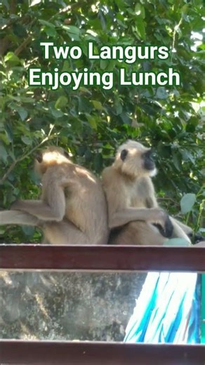 Langurs Eating Leaf Stems | Calm Nature Clip #Shorts #monkey #langur #animals