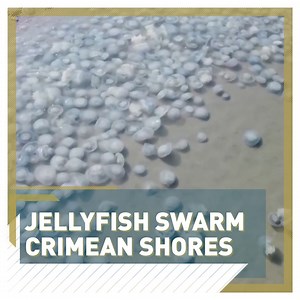 6.2K views · 45 reactions | Would you swim with thousands of jellyfish?  Crimean beach left deserted after beach swarmed.  Read more  https://newseu.cgtn.com/news/2021-08-30/Jellyfish-swarm-infests-Crimean-beaches-139eiNnvRPW/index.html | CGTNEurope | Facebook