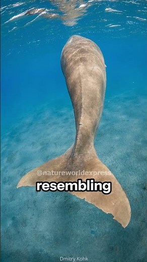 Dugong vs. Manatee | Spotting the Differences