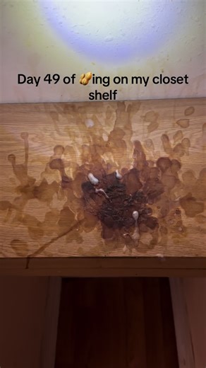 Day 49 of Decluttering My Closet Shelf